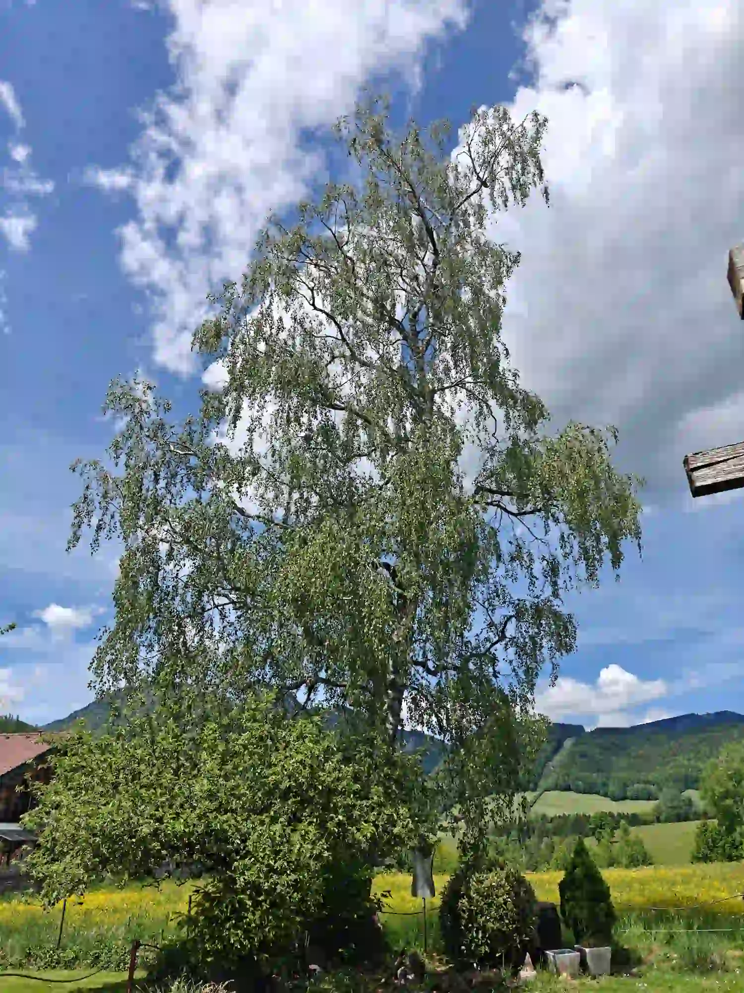 Birkenbaum auslichten in Strobl — Nachher