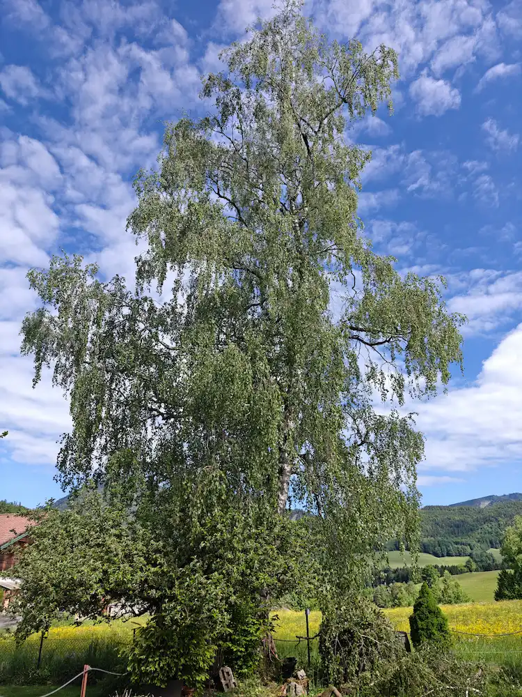 Birkenbaum auslichten in Strobl — Vorher