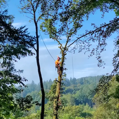 Entfernen von Totholz im Waldspielplatz